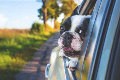 Can You Bring Your Dog in a Rental Car?