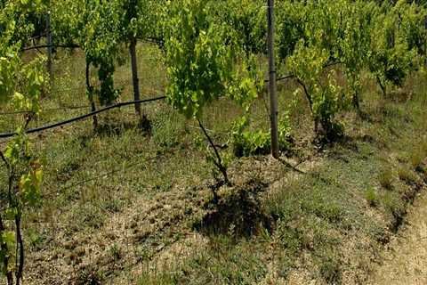 How many vineyards are on martha's vineyard?