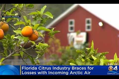 Florida Citrus Industry Braces For Big Losses During Arctic Blast