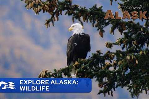 Explore Alaska: Wildlife