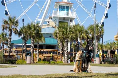 Can Dogs Enjoy a Vacation in Myrtle Beach?
