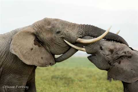 African Photo Safaris in Amboseli National Park & Timbavati Game Reserve
