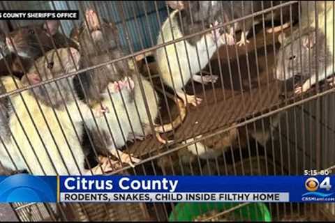 Hundreds Of Caged Rats Discovered In Central Florida Home