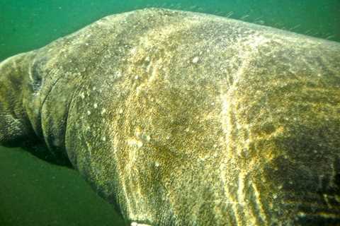 Swim with Manatee in Florida: 5 Important Facts To Know Before You Go