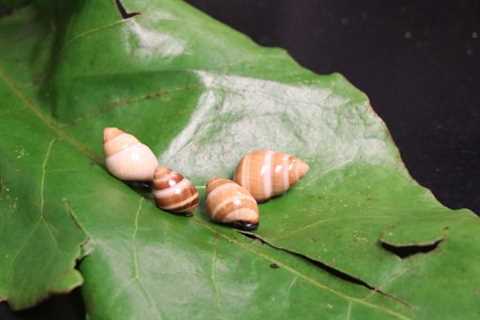 New virtual field trip shows students snail conservation in Hawaiʻi