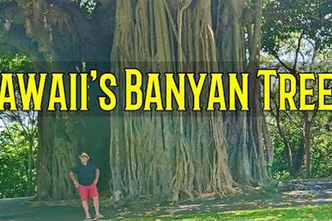 Banyan Trees Hawaii | The History is in the Trees | Pearl Harbor Witness Tree and Hilo Banyan Drive