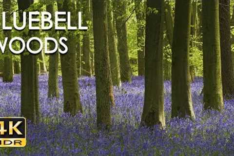 4K HDR Bluebell Woods - English Forest - Birds Singing - No Loop - Relaxing Nature Video &..