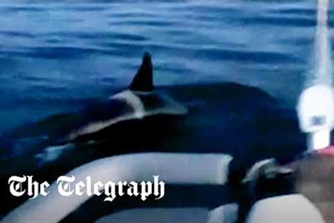 Killer whales attack sailing boat off the coast of Spain