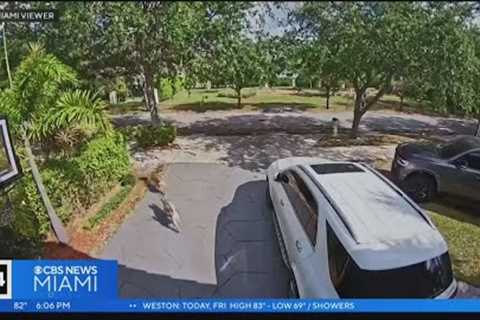 Miami Lakes woman says same 2 dogs return to kill her cats