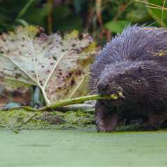 Coexistence: The Eurasian beaver is making a comeback in Italy