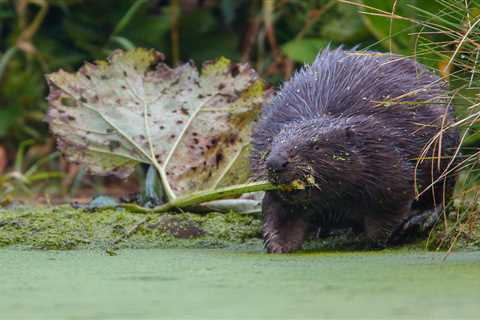 Coexistence: The Eurasian beaver is making a comeback in Italy