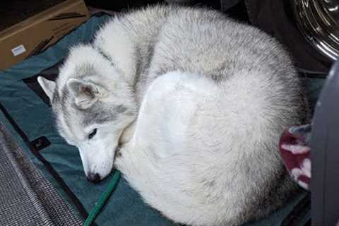 My Dog Loves Her New Camping Cot! Perfect Husky Curl!