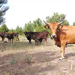 Second Tauros release to strengthen natural grazing in the Iberian Highlands