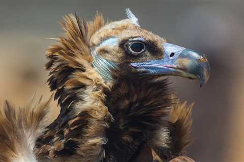 Ongoing cinereous vulture comeback offers multiple benefits in the Iberian Highlands