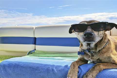 Providing Smooth, Stress-Free Travel Experiences for Pets
