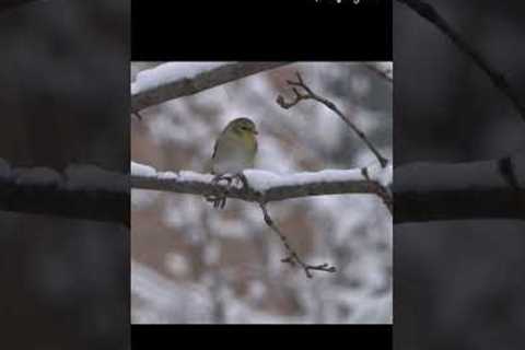 4K Winter Wonderland: Birds and Bird Sounds in Snowfall #goldfinch  #winterbirds #