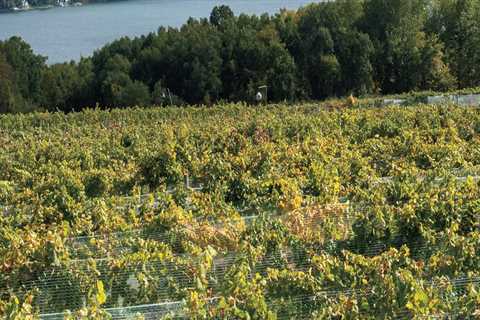 How many wineries are in the finger lakes?