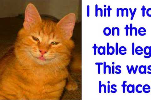 50 Hilarious Cat Memes That May Make You Wish You Could Tag Your Kitt - cute cat