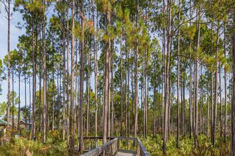Explore the Best Running Trails in Panama City, Florida