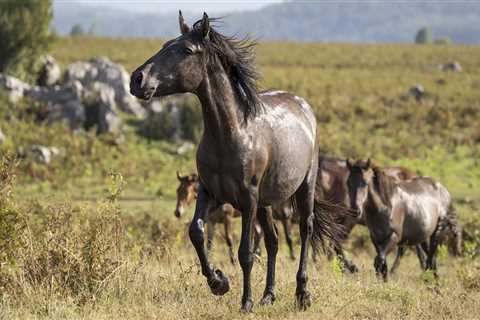 New publication presents latest insights on rewilding horses in Europe