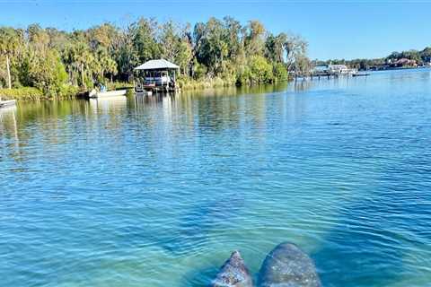 Exploring the Wild Side of Manatee County, FL