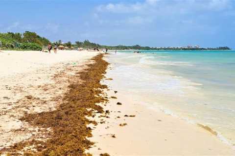 Sargassum Season 2024: Mexican Caribbean Officially Announces The Seaweed Arrival