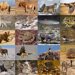 How many species of animals live in mongolia?