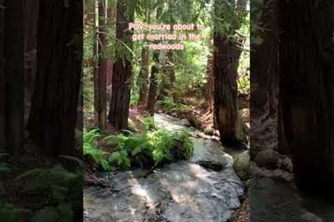 POV: you’re getting married in the redwoods! #shorts #bigsur #wedding