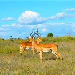 Tips for a Secure Family Safari in Kenya