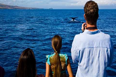 The Ultimate Guide to Whale Watching with Kids in Honolulu