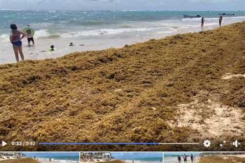 These 6 Caribbean Travel Hotspots To See Record Seaweed Invasion In Summer 2024
