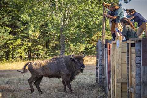 European bison arrive in Portugal for the first time