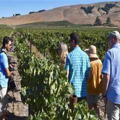 Exploring Vineyards: What to Expect on Your First Wine Tour
