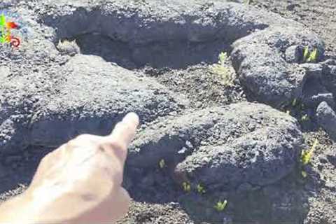 Wandering on lava with a HUGE surprise.   Hawaii Volcanoes National Park