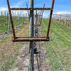 Beneath the Vines: How Soil Science Shapes the Vineyard Tour Experience