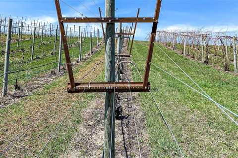Beneath the Vines: How Soil Science Shapes the Vineyard Tour Experience