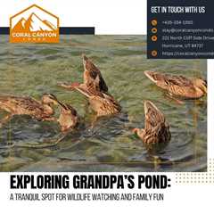 Exploring Grandpa’s Pond: A Tranquil Spot for Wildlife Watching and Family Fun