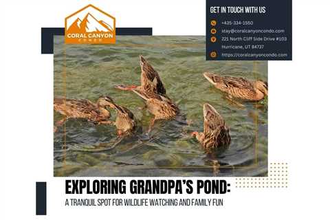 Exploring Grandpa’s Pond: A Tranquil Spot for Wildlife Watching and Family Fun