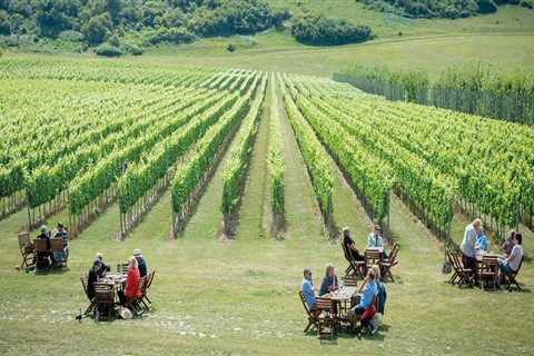 Moving Near Vineyards? Top Reasons to Book a Wine Tour First